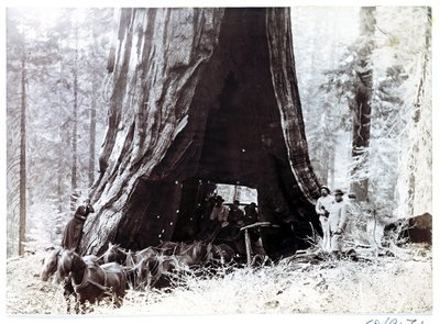马车穿过一棵巨树，北美，约 1900 年 作者 不明
