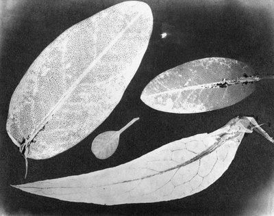 水固定照片 四叶，1839年夏 作者 不明