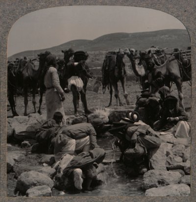 在雅各布斯井（Jacobs Well）浇水骆驼，摄于1900年 作者 不明