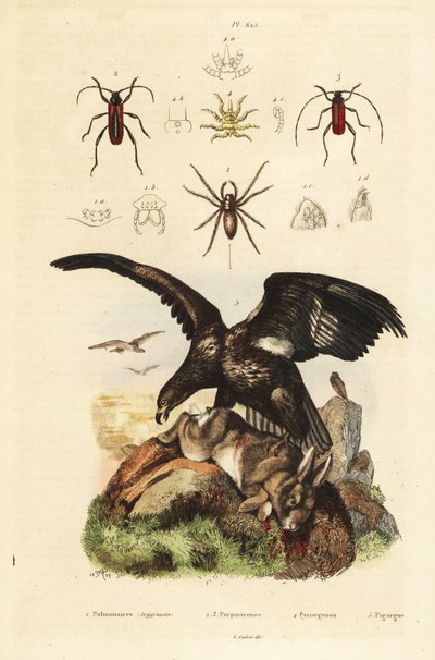 白尾海雕，Haliaeetus albicilla 5，和猎物，水蜘蛛，Argyroneta Aquatica 1，Purpuricenus beetles 2 作者 不明
