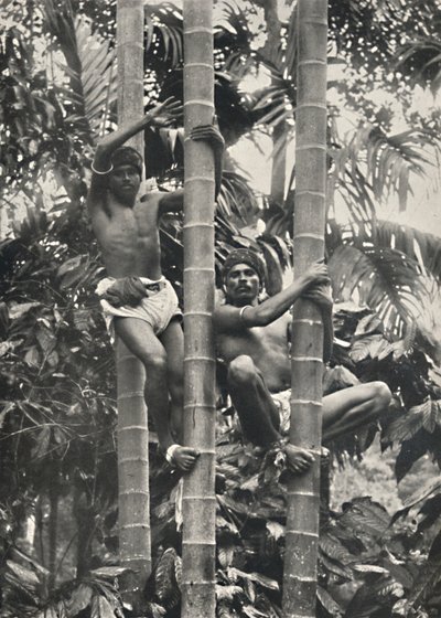Ceylonese如何攀爬椰子树，1926年 作者 不明