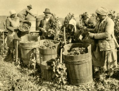 巴登北维也纳附近的葡萄酒收获区，下奥地利州，c1935年。 作者 不明