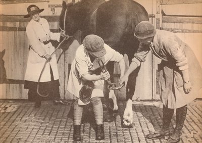1935年，一家大型运输接触器公司的马医院里的女佣工 作者 不明
