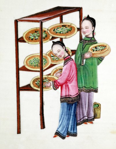 妇女在桑叶上喂蚕，19世纪 作者 不明
