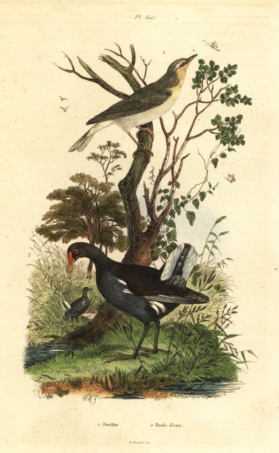 林莺、Phylloscopus sibilatrix 和 moorhen、Gallinula chloropus 作者 不明