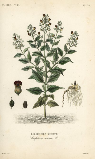 林地无花果、Scrophularia nodosa、Scrofulaire noueuse 作者 不明