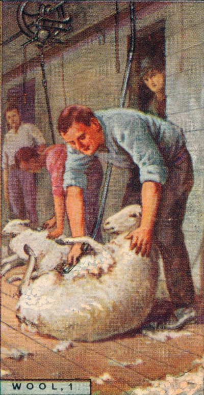 羊毛，1。-1928年，澳大利亚，用机械剪羊毛 作者 不明