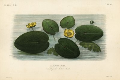 黄睡莲、Nenuphar lutea、Nenuphar lutea、Nenuphar jaune 作者 不明