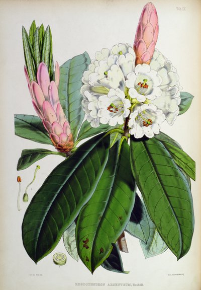 杜鹃花：Argenteum，来自锡金喜马拉雅山的杜鹃花，JD Hooker，1849-51 作者 未知未知