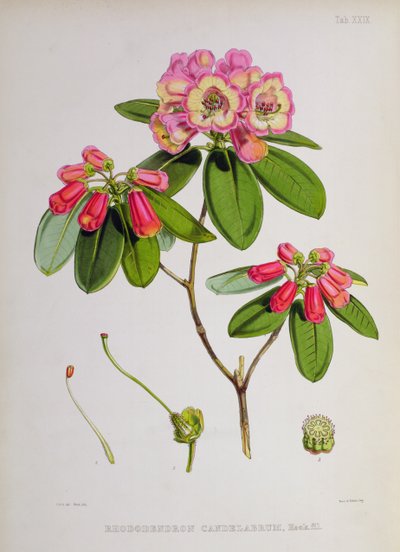 Rhododendron：Candelabrum，来自JD Hooker的Sikkim-Himalaya的杜鹃花，1849-51 作者 未知未知
