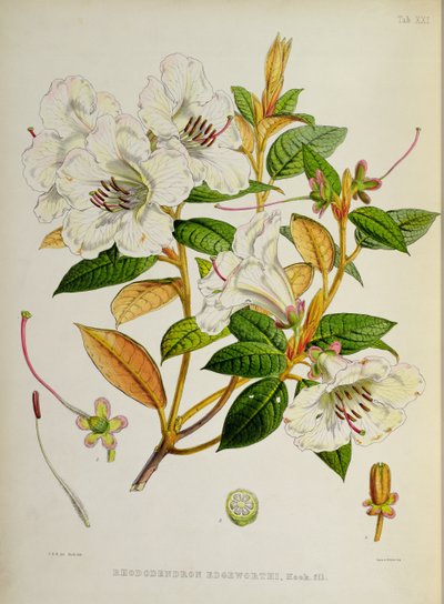 杜鹃花：来自锡金喜马拉雅的杜鹃花的Edgeworthi，由JD Hooker提供1849-51 作者 未知未知