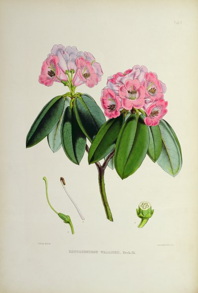 杜鹃花：Wallichii，来自JD Hooker的“锡金喜马拉雅的杜鹃花”1849-51 作者 未知未知