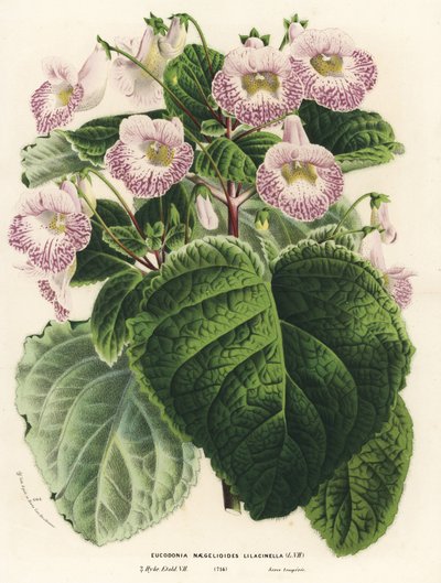 Achimenantha x naegelioides，丁香栽培品种（Eucodonia naegelioides lilacinella）。手绘彩色石版画，选自 Louis van Houtte 和 Charles Lemaire 的《欧洲花园和暖房的花》，Flore des Serres et des Jardins de l