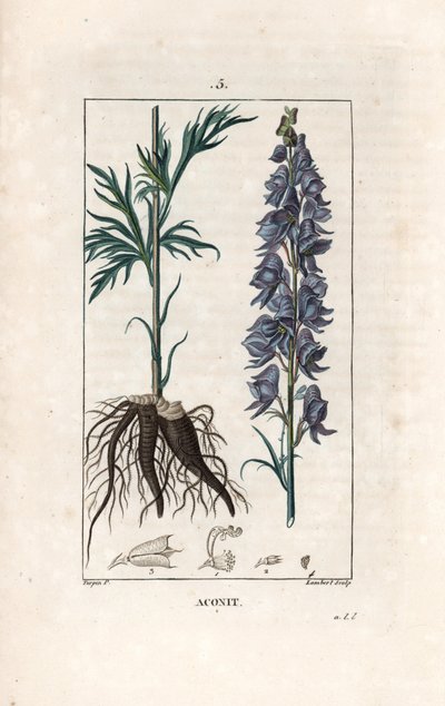 Aconit - 兰伯特根据皮埃尔-让-弗朗索瓦-特平（1775-1840 年）的画作绘制的版画，选自 La flore medicale，de Chaumeton，Poiret et Chamberet，巴黎，1830 年 - 僧帽草，Aconitum napellus，展示花、叶和根 - 兰伯特根据皮埃尔-让-弗朗索瓦-特平（1775-1840 年）的画作绘制的版画 作者 未知艺术家