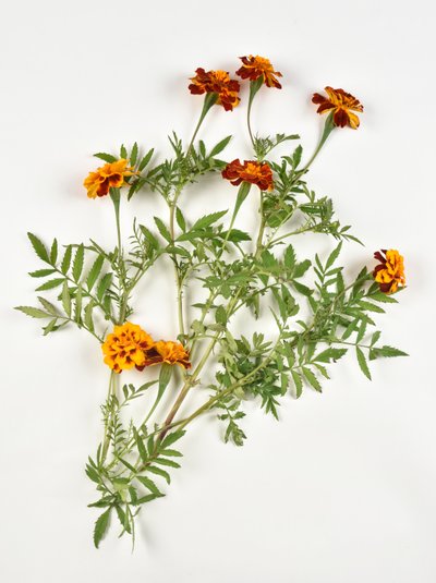 白色背景上的非洲金盏花 作者 未知艺术家