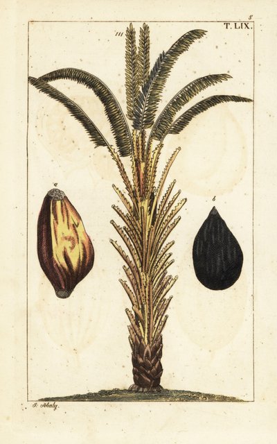非洲油棕榈树与果实，Elaeis guineensis。 作者 未知艺术家
