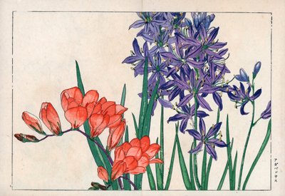 非洲百合或尼罗河百合（蓝色）和小苍兰。非洲百合（Agapanthus africanus）和小苍兰（Freesia refracta）。Konan Tanigami 的 "Seiyou Sokazufu"（西方植物和花卉画册：春天）中的手工彩色木版画，Unsodo，Kyo。 作者 未知艺术家