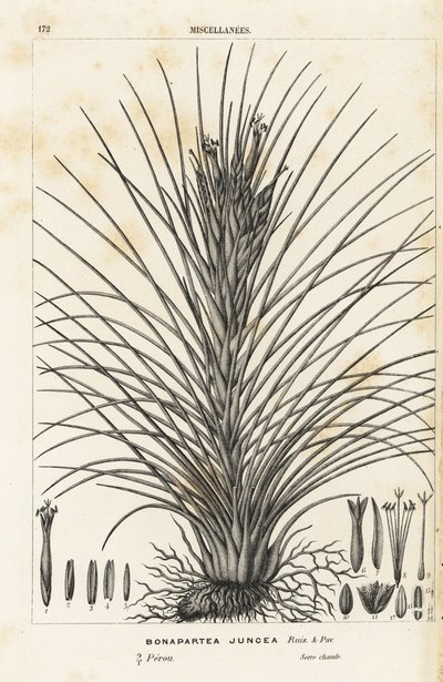 气生植物，Tillandsia juncea (Bonapartea juncea)。手绘彩色石版画，选自 Louis van Houtte 和 Charles Lemaire 的《欧洲花园和暖房的花》，Flore des Serres et des Jardins de l