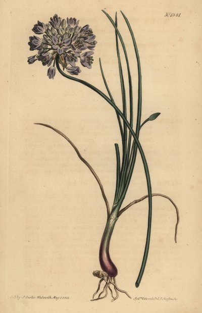 Allium stellerianum（Jonquil-leaved大蒜 作者 不明