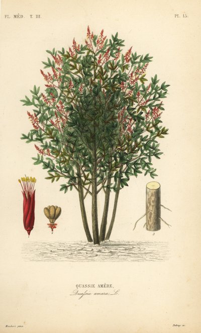 Amargo, bitter-ash, bitter-wood or hombre grande, Quassia amara, Quassie amere 作者 不明