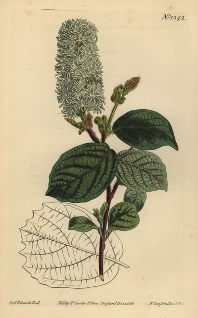 美国榛子，Fothergilla gardenii (Broad-leaved fothergilla，Fothergilla alnifolia major) 作者 不明