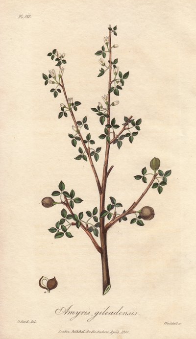 Amyris elemifera 或 Elemi Tree (Commiphora gileadensis) Strong water by William Clarke to illustrate "Medical Botanical, Description of the Medicinal Plants of the London, Edinburgh and Dublin" by John Stephenson and James Morss Churchill, published in Lond 作者 未知艺术家