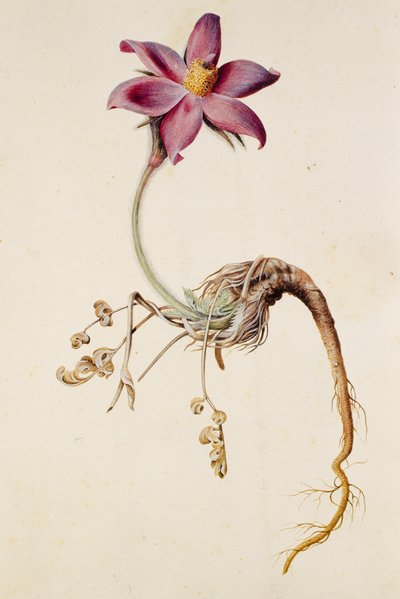 金莲花/Anenome pulstaille 作者 不明