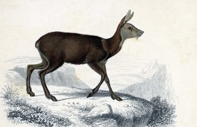 动物板：Chevrotain (Moschus Pygnueus)。哺乳类四足反刍动物 - 载于查尔斯-多尔比尼先生的《世界自然历史词典》。 作者 未知艺术家