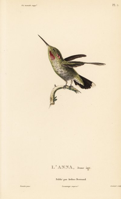 安娜蜂鸟，Calypte anna (Ornismya anna)，幼鸟。Coutant 根据让-加布里埃尔-普雷特尔（Jean-Gabriel Pretre）的插图绘制的手工彩色钢版画，插图出自 Rene Primevere Lesson 的《蜂鸟科利布里属自然史》。 作者 未知艺术家
