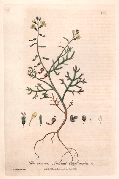 一年生维拉（Vella annua）--艾萨克-罗素绘制的植物图版，查尔斯-马修斯雕刻，选自威廉-巴克斯特（1788-1871 年）的《英国植物现象》。 作者 未知艺术家