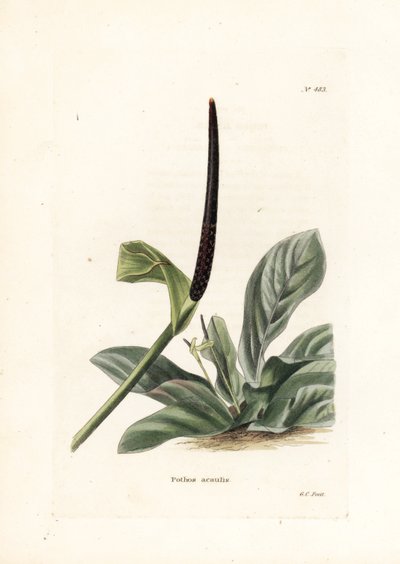 安祖花燕窝或安祖花卷心菜（Pothos acaulis）--乔治-库克为英国杂志《康拉德-洛迪格植物内阁》（1738-1826 年）拍摄的平版印刷作品 作者 未知艺术家