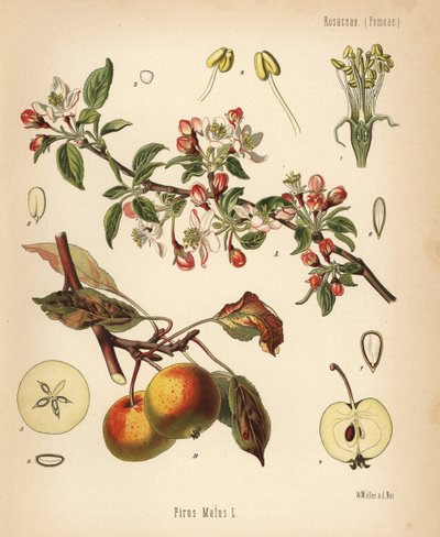苹果树，Malus domestica (Pyrus malus)。根据瓦尔特-穆勒（Walther Muller）的植物学插图绘制的变色版画，选自赫尔曼-阿道夫-科勒的《药用植物》，由古斯塔夫-帕布斯特编辑，科勒，德国 作者 未知艺术家