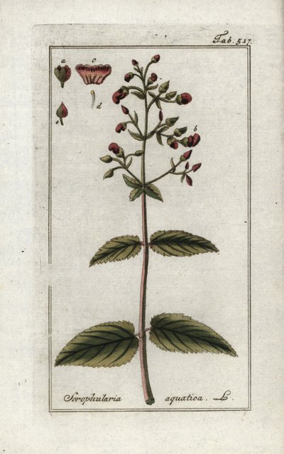 水生鲭（Scrophularia aquatica）。石版画，选自约翰内斯-佐恩（1739-1799 年）的 "Afbeelding der Artseny-Gewassen"，荷兰 作者 未知艺术家