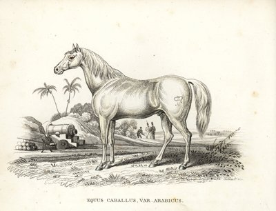 阿拉伯马（Equus caballus var.马背上有拿破仑的烙印，北非战场上有法国士兵和大炮。乔治-弗里德里希-特雷施克的自然历史画廊的手工彩色石版画，Naturhistor 作者 未知艺术家