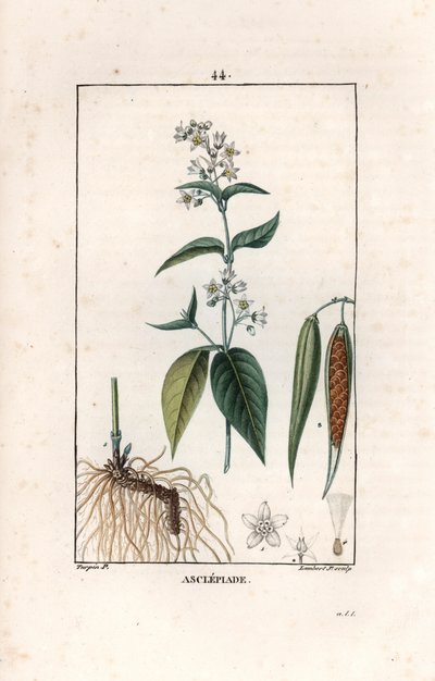 Asclepiade ou herbe à la wadding ou herbe aux parruches - 由 Lambert fils 根据 Pierre Jean Francois Turpin（1775-1840 年）的绘画绘制的版画，摘自 La flore medicale，作者 Chaumeton、Poiret et Chamberet，巴黎，1830 年 - Swallow-wort, Vincetoxicum hirund 作者 未知艺术家