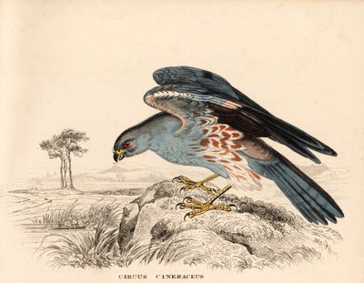 灰灰鹞，Circus cineraceus。Georg Friedrich Treitschke 的自然历史画廊（位于 Liepzig 的 Naturhistorischer Bildersaal des Thierreiches）中的手工彩色钢板雕刻。 作者 未知艺术家