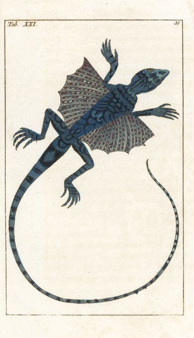 亚洲飞蜥 - Forte Water，作者 Gottlieb Tobias Wilhelm（1758-1811 年），选自《自然历史百科全书》：两栖动物 作者 未知艺术家