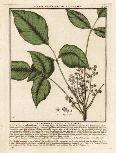 大西洋毒栎（Toxicodendron pubescens）。 作者 未知艺术家