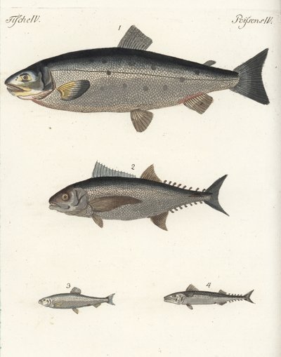 大西洋鲑鱼 Salmo salar 1、金枪鱼 Thunnus species 2、大西洋鲱鱼 Clupea harengus 3 和大西洋鲭鱼 Scomber scombrus 4。Friedrich Johann Bertuch 的《儿童图画书》（Bilderbuch fur Kinder）中的手工彩色铜版画。 作者 未知艺术家