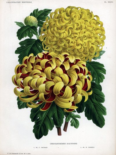 秋菊杂交种：M.C.Orchard有黄色和深红色的大花，M.H.Cannell有黄色的大花。 作者 未知艺术家