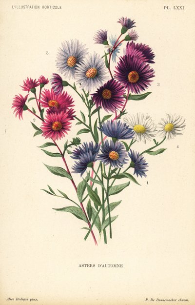 秋天的翠菊Aster novae angliae var Constance、Aster novae angliae var.Pieter de Pannemaeker 根据 Alice Rodigas f 的插图绘制的彩色石版画。 作者 未知艺术家