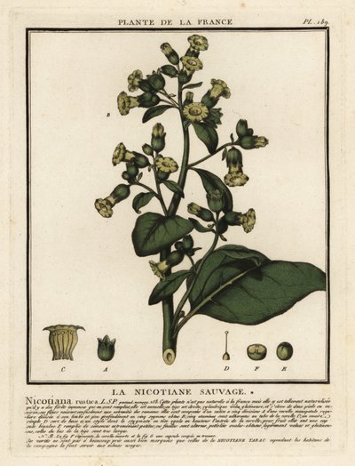 阿兹台克烟草，Nicotiana rustica。 作者 未知艺术家