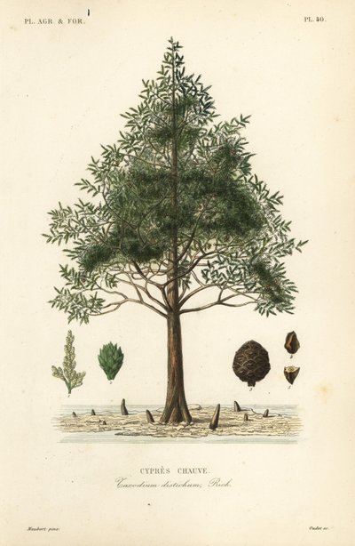 秃头柏或沼泽柏树，Taxodium distichum, Cypres chauve 作者 不明