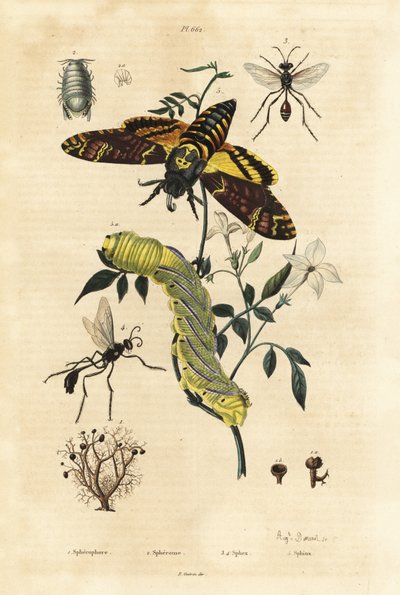 球状地衣，Sphaerophorus globulus 1，Dynamene甲壳动物2，挖掘蜂，Sphex物种3,4，以及非洲死亡头鹰蛾，Acherontia atropos，和毛虫5 作者 不明