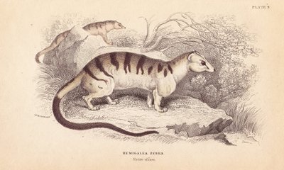 带状棕榈狸猫，Hemigalus derbyanus（Hemigalea zebra）。濒临灭绝。利扎斯根据查尔斯-汉密尔顿-史密斯（Charles Hamilton Smith）的插图绘制的手绘钢版画，出自爱丁堡威廉-怡和的《博物学家图书馆》。 作者 未知艺术家