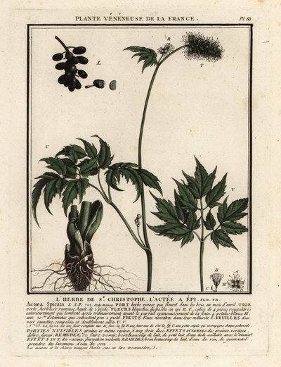 山莓，Actaea spicata。 作者 未知艺术家
