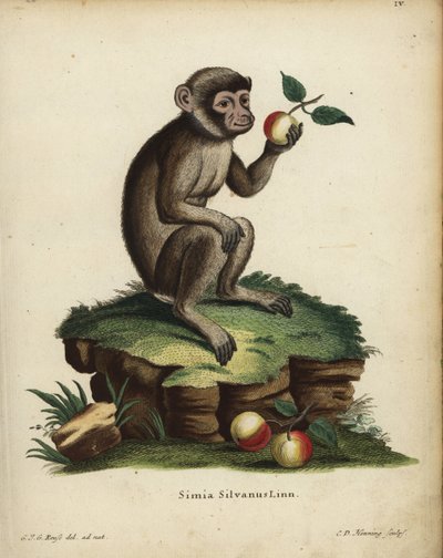 巴巴里猿或猕猴，Macaca sylvanus。濒危。Simia silvanus Linn.C.D. Henning 根据 C. J. G. Reuss 根据 Johann Christian Daniel Schreber 的《自然动物插图》绘制的自然插图绘制的手工彩色铜版画 作者 未知艺术家