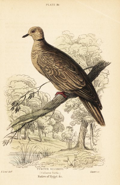巴巴里鸠，Streptopelia risoria。 1889年（雕刻） 作者 未知艺术家
