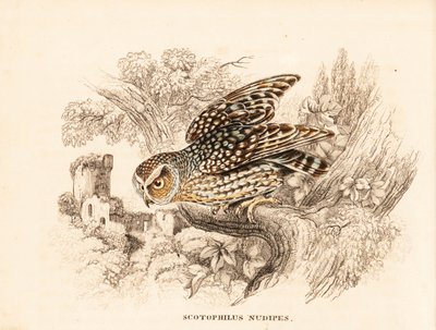 裸足猫头鹰，Margarobyas lawrencii（裸足夜枭，Scotophilus nudipes）。Georg Friedrich Treitschke 的自然历史画廊（位于 Liepzig 的 Naturhistorischer Bildersaal des Thierreiches）中的手工彩色钢板雕刻。 作者 未知艺术家