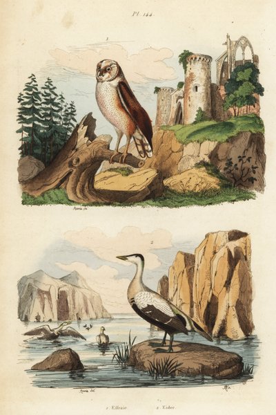 谷仓猫头鹰（Tyto alba）和凫鸭（Somateria mollissima）。 作者 不明